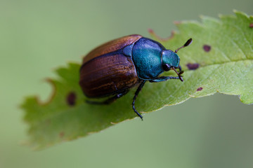 Bug