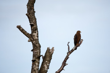 Common buzzard