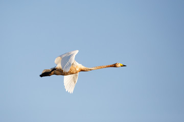Whooper swan flight isolated on blue sky