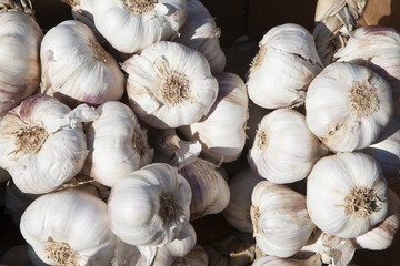 gousses d'ail bio fraiches