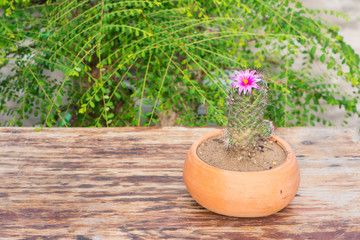 Cactus With Pink Flower in flower pot on green background