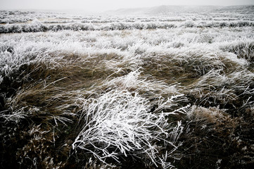 Frosty landscape