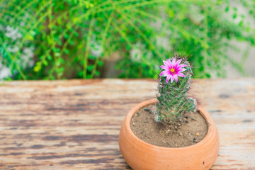 Cactus in flower pot on wood table