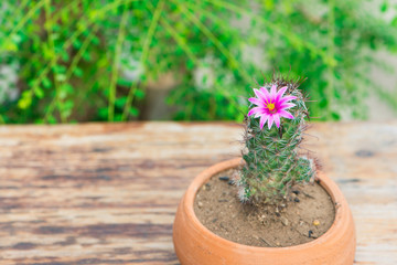 Cactus in flower pot on wood table