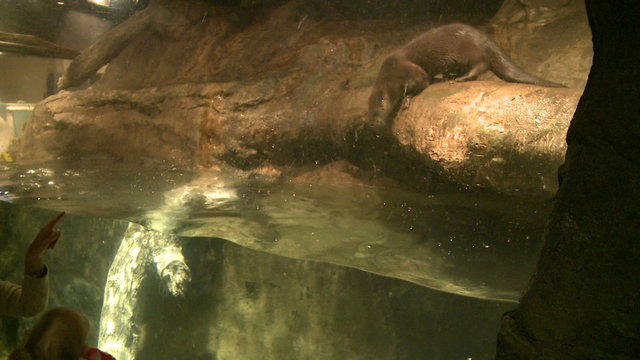 Enjoying the playful otters