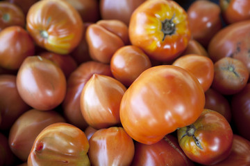 tomates rustiques