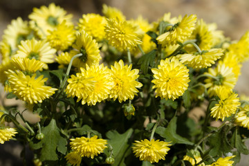 Yellow Chrysanthemum flowers in autumn garden