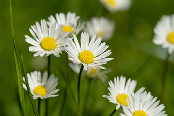small daisy flower