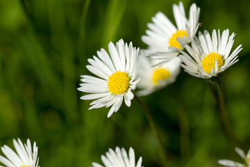 small daisy flower