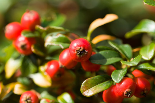 autumn background with red gaultheria