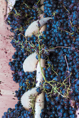 Vendemmia: Uva rossa nel diraspatore . Separazione dei raspi