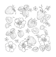 Collection of strawberries elements.