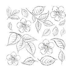 Collection of sakura flowers, set.