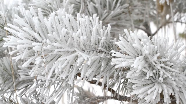 Fir tree is covered by ice
