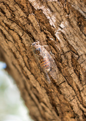 Cicada on the tree. Cicadoidea.