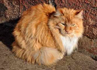 Obraz premium red fluffy Maine Coon cat outside