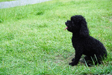 Little black hair poodle dog