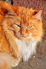 fluffy Maine Coon cat outside