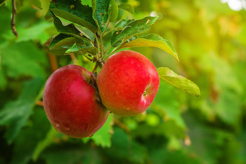 Organic red apple on branch