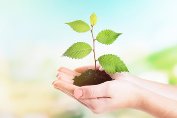 Hands of woman holding young plant on natural background