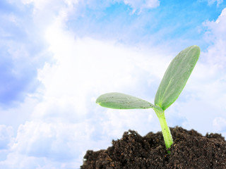 Green seedling growing from soil on blue sky background