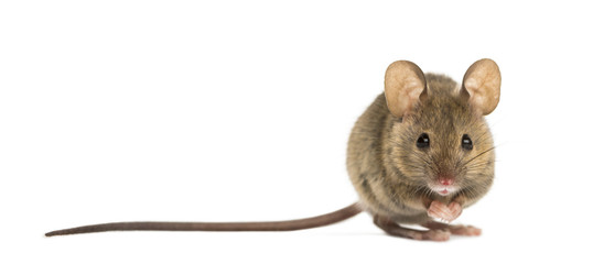 Wood mouse in front of a white background - obrazy, fototapety, plakaty