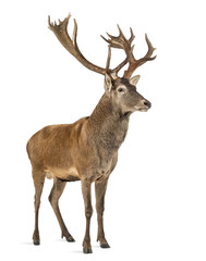 Red deer stag in front of a white background