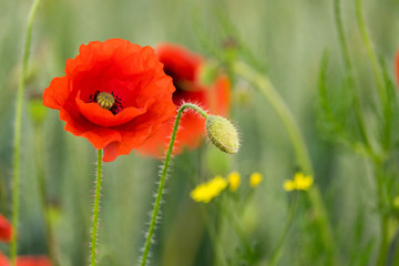 Fototapeta premium One red poppy