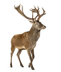 Red deer stag in front of a white background - obrazy, fototapety, plakaty