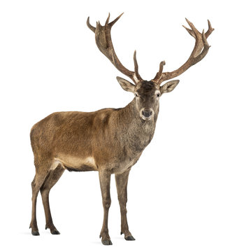 Red deer stag in front of a white background © Eric Isselée