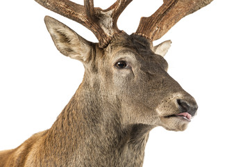 Close-up of a Red deer stag in front of a white background
