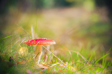Autumn toadstool poisonous mushroom forest litter