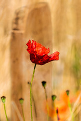 Fototapeta premium Red poppy next to a grave stone