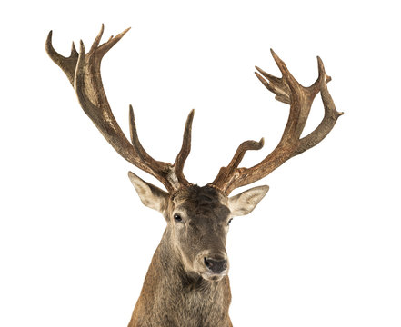 Close-up of a Red deer stag in front of a white background © Eric Isselée