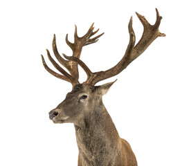 Fototapeta premium Close-up of a Red deer stag in front of a white background
