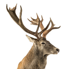Naklejka premium Close-up of a Red deer stag in front of a white background