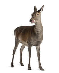 Fototapeta premium Female red deer in front of a white background