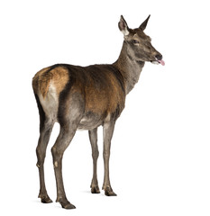 Fototapeta premium Female red deer in front of a white background