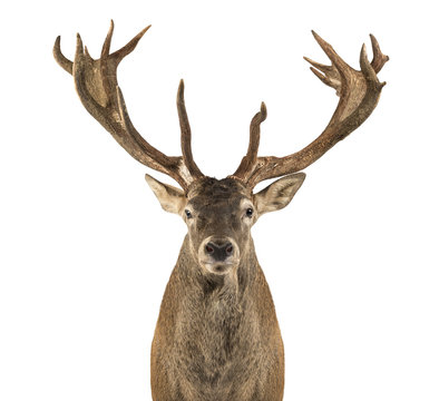 Fototapeta Close-up of a Red deer stag in front of a white background