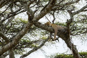 Leopard resting on a branch, Serengeti, Tanzania