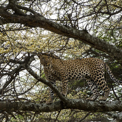 Leopard standing on a branch, Serengeti, Tanzania