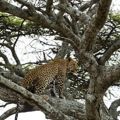Leopard sitting on a branch, Serengeti, Tanzania