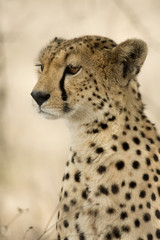 Naklejka na ściany i meble Close-up of a Cheetah, Serengeti, Tanzania