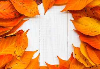 Composition autumn fiery orange leaves white boards