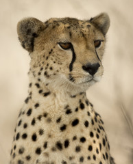 Close-up of a Cheetah, Serengeti, Tanzania