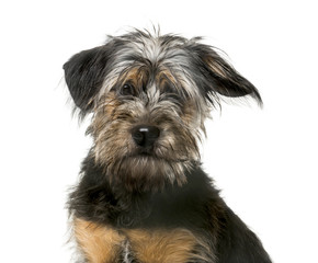 Mixed-breed puppy (5 months old)