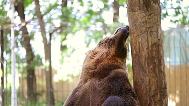 Bear scratching and playing at zoo