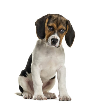 Sulking Beagle in front of white background