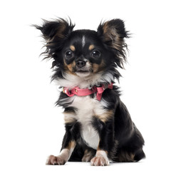 Chihuahuain front of white background