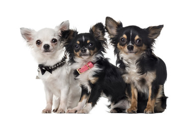 Three Chihuahuas in front of white background